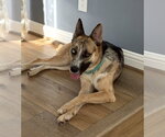 Small #4 Siberian Husky Mix