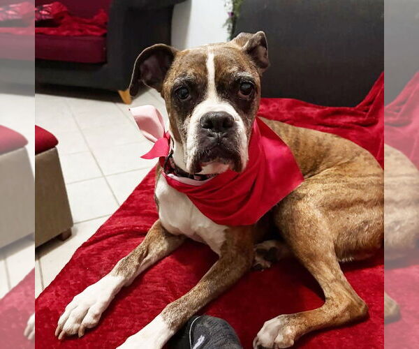 Medium Photo #4 Boxer Puppy For Sale in Austin, TX, USA