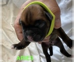 Puppy Aries Boxer