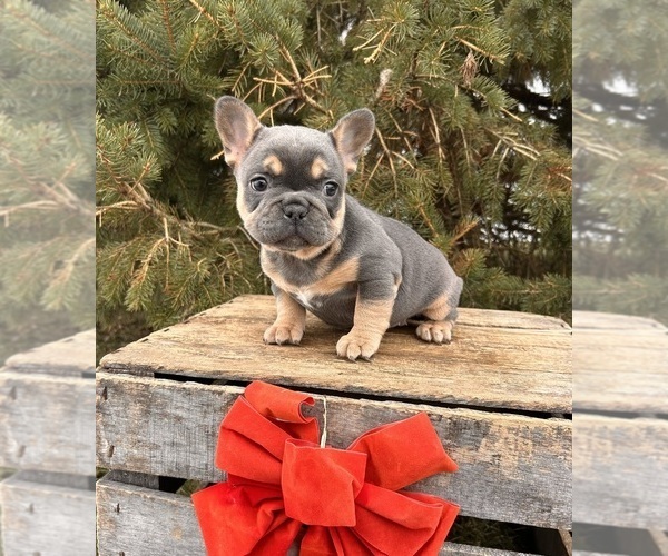 Medium Photo #2 French Bulldog Puppy For Sale in MIDDLEBURY, IN, USA