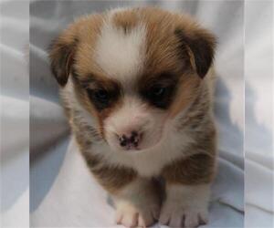 Pembroke Welsh Corgi Puppy for sale in WOODMAN, WI, USA