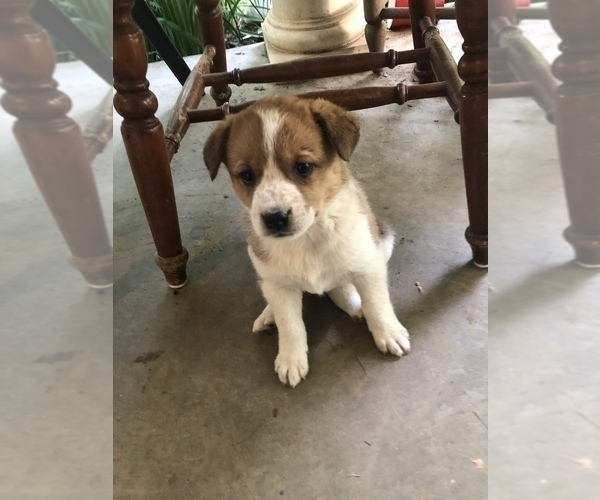 Medium Photo #2 Texas Heeler Puppy For Sale in CARROLLTON, MS, USA
