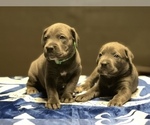 Small #7 Cane Corso