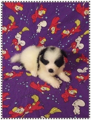 Pomimo Puppy for sale in CLARKSVILLE, TN, USA