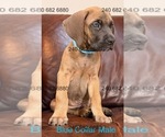 Small Photo #29 Cane Corso Puppy For Sale in LA PLATA, MD, USA