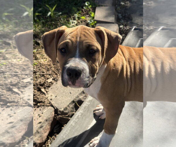 Medium Photo #2 Mutt Puppy For Sale in Fenton, MO, USA