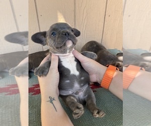 French Bulldog Puppy for sale in MADERA, CA, USA