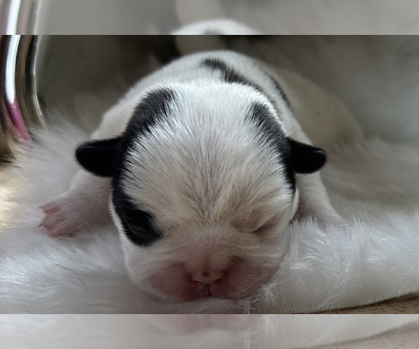 Medium Photo #4 American Bullnese Puppy For Sale in DISCOVERY BAY, CA, USA