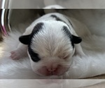Small #3 American Bullnese