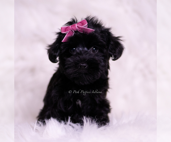 Medium Photo #2 Yorkipoo Puppy For Sale in WARSAW, IN, USA