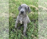 Small #7 Great Dane