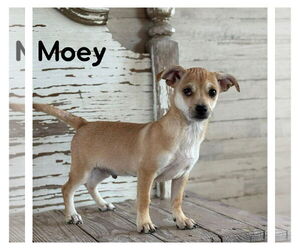 Chihuahua-Unknown Mix Dogs for adoption in Jefferson, NJ, USA