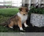 Small Photo #1 Collie Puppy For Sale in FREDERICKSBG, OH, USA