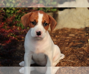 Boxer-Cavalier King Charles Spaniel Mix Puppy for sale in SHILOH, OH, USA