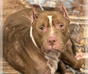 American Staffordshire Terrier Dogs for adoption in Tavares, FL, USA