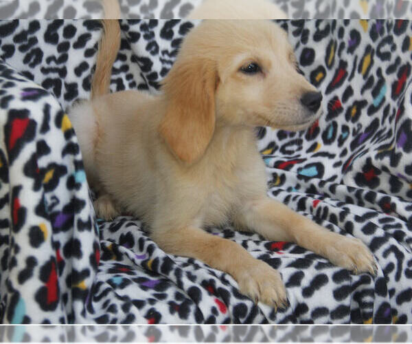 Medium Photo #8 Golden Retriever Puppy For Sale in STATEN ISLAND, NY, USA