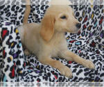Small Photo #8 Golden Retriever Puppy For Sale in STATEN ISLAND, NY, USA