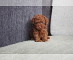Small Photo #1 Poodle (Miniature) Puppy For Sale in WASHINGTON, DC, USA