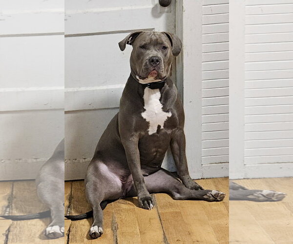 Medium Photo #2 American Pit Bull Terrier Puppy For Sale in Woodland, CA, USA