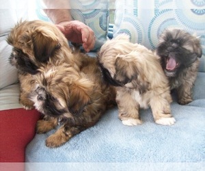 Shih Tzu Litter for sale in S ZANESVILLE, OH, USA