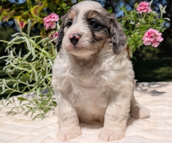 Medium Photo #25 Miniature Bernedoodle Puppy For Sale in GOSHEN, IN, USA