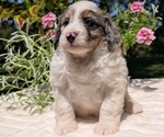Small #8 Miniature Bernedoodle