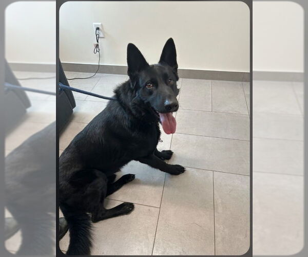 Medium Photo #1 German Shepherd Dog Puppy For Sale in Winston Salem, NC, USA