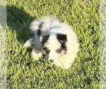 Small #15 Shetland Sheepdog