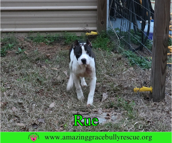 Medium Photo #7 Bulldog-Unknown Mix Puppy For Sale in Milton, FL, USA