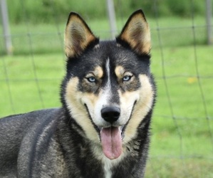 Mother of the Siberian Husky puppies born on 07/30/2023