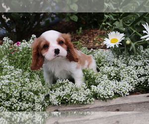 Cavalier King Charles Spaniel Puppy for sale in SHILOH, OH, USA