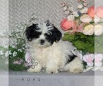 Small Shih Tzu