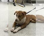 Small American Foxhound Mix