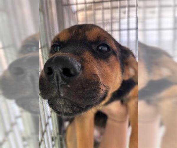 Medium Photo #3 German Shepherd Dog-Unknown Mix Puppy For Sale in Houston, TX, USA