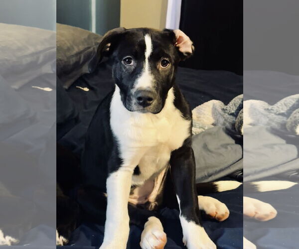 Medium Photo #2 Shepradors Puppy For Sale in Princeton, MN, USA