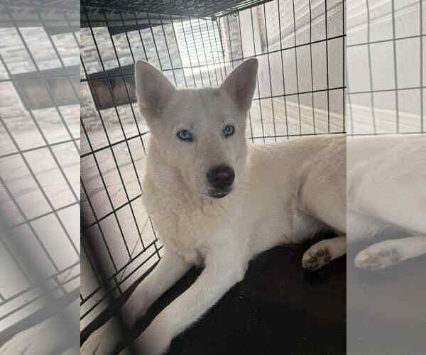 Medium Photo #1 Huskies -Unknown Mix Puppy For Sale in Chandler, AZ, USA