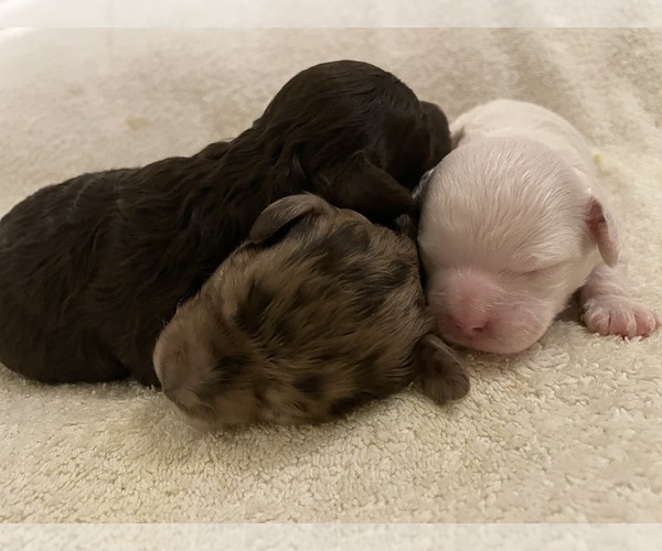 Medium Photo #29 Poodle (Toy) Puppy For Sale in MURRIETA, CA, USA