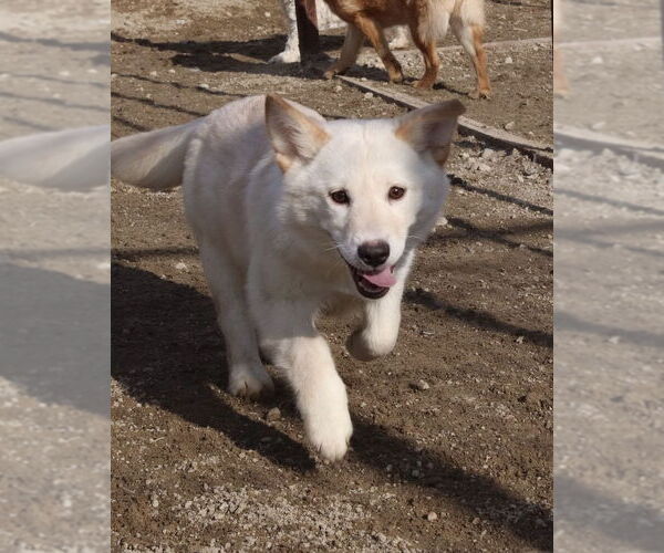 Medium Photo #5 Mutt Puppy For Sale in Bellevue, WA, USA