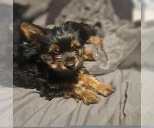 Yorkshire Terrier Puppy for sale in GREENEVILLE, TN, USA