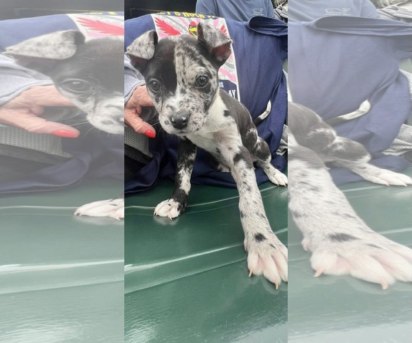 Medium Photo #1 Bulldog-Catahoula Leopard Dog Mix Puppy For Sale in Munford, TN, USA