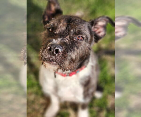 Medium Photo #2 American Staffordshire Terrier-Unknown Mix Puppy For Sale in Rosenberg, TX, USA