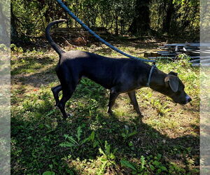 Beauty - Female Labrador Retriever-Unknown Mix Dog for Adoption - Photo #2