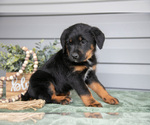 Small Photo #16 Bernedoodle-Labrador Retriever Mix Puppy For Sale in REED CITY, MI, USA