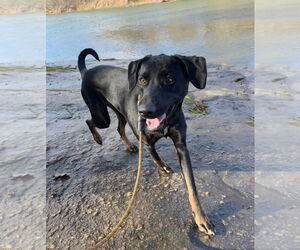 Boone - Male Labrador Retriever-Unknown Mix Dog for Adoption - Photo #2
