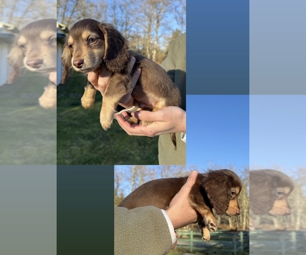 Medium Photo #4 Dachshund Puppy For Sale in MARYSVILLE, WA, USA