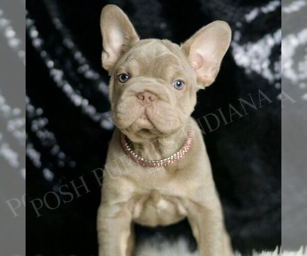 Medium Photo #5 French Bulldog Puppy For Sale in WARSAW, IN, USA
