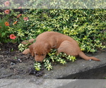 Small #2 Golden Retriever