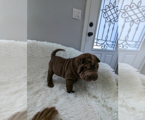Medium Photo #3 Chinese Shar-Pei Puppy For Sale in ELLENWOOD, GA, USA