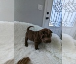 Small #2 Chinese Shar-Pei