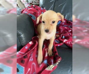 Chihuahua-Unknown Mix Dogs for adoption in Lakewood, CO, USA